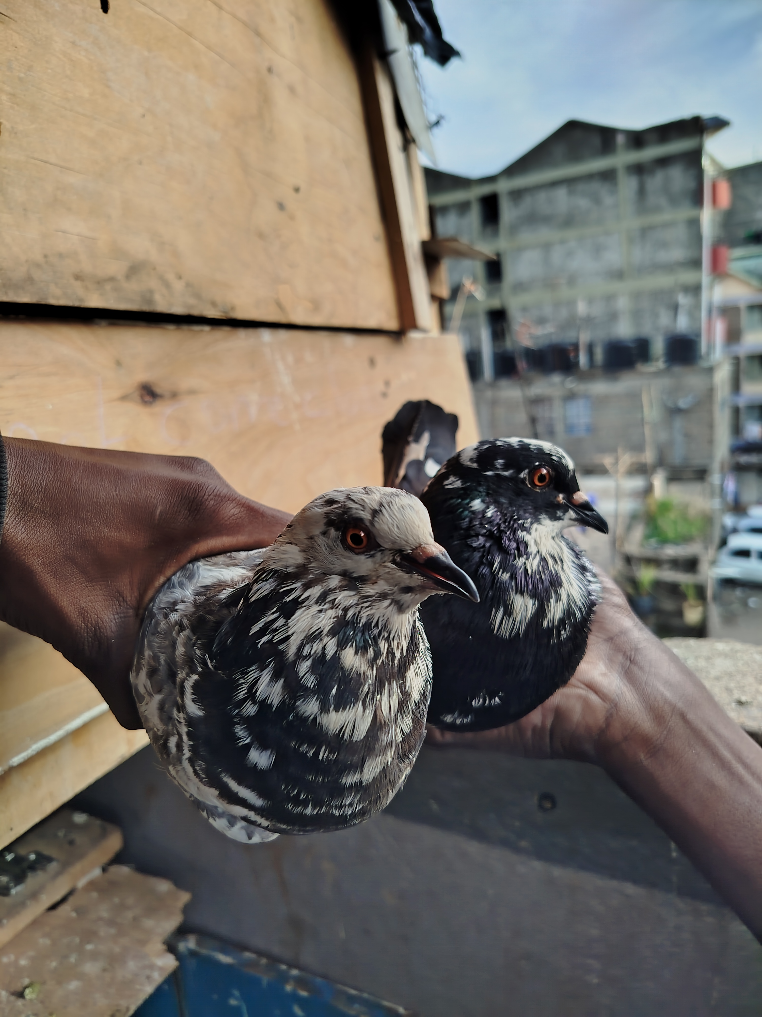 Budbird services gallery 2