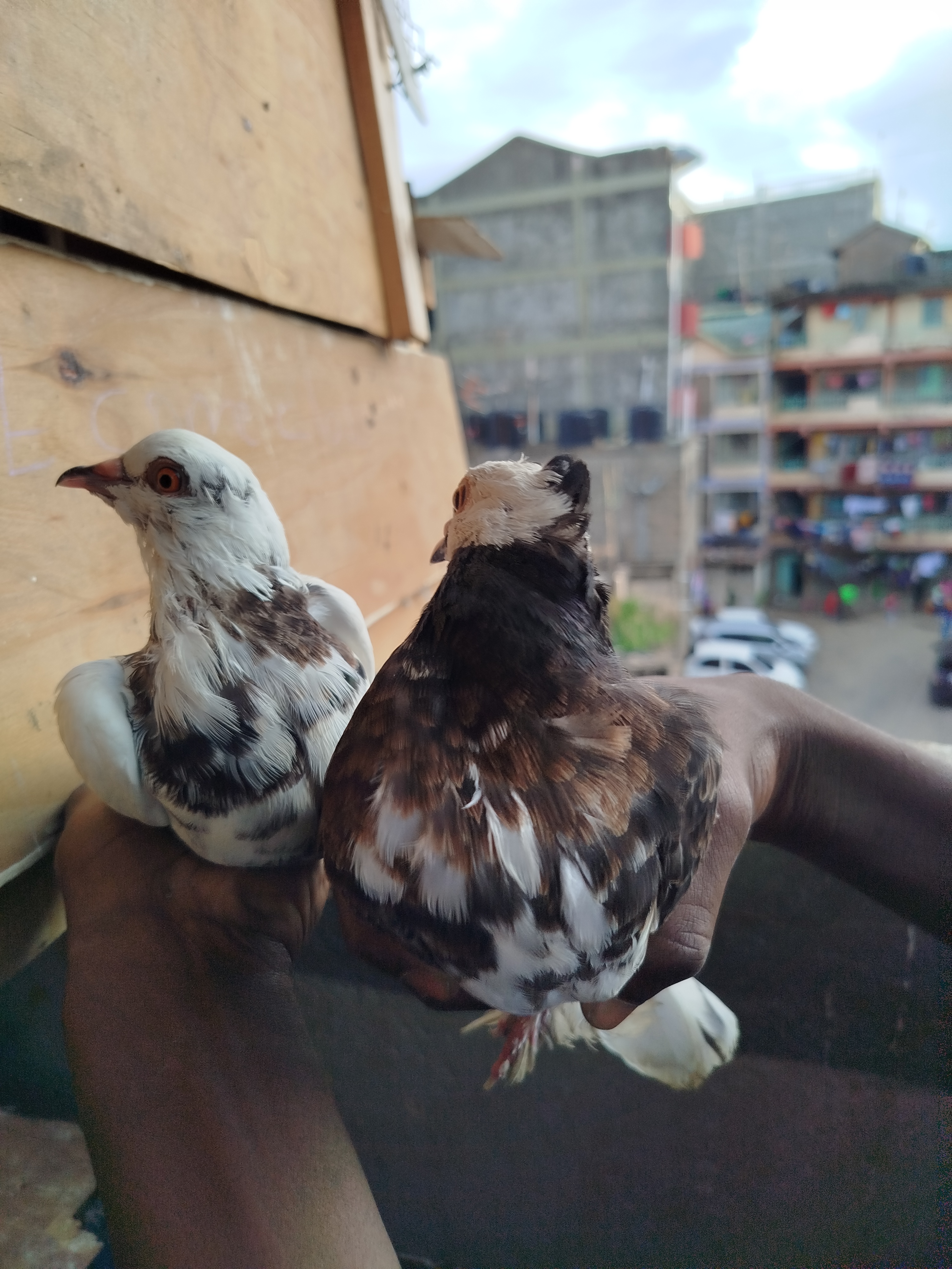 Budbird services gallery 3