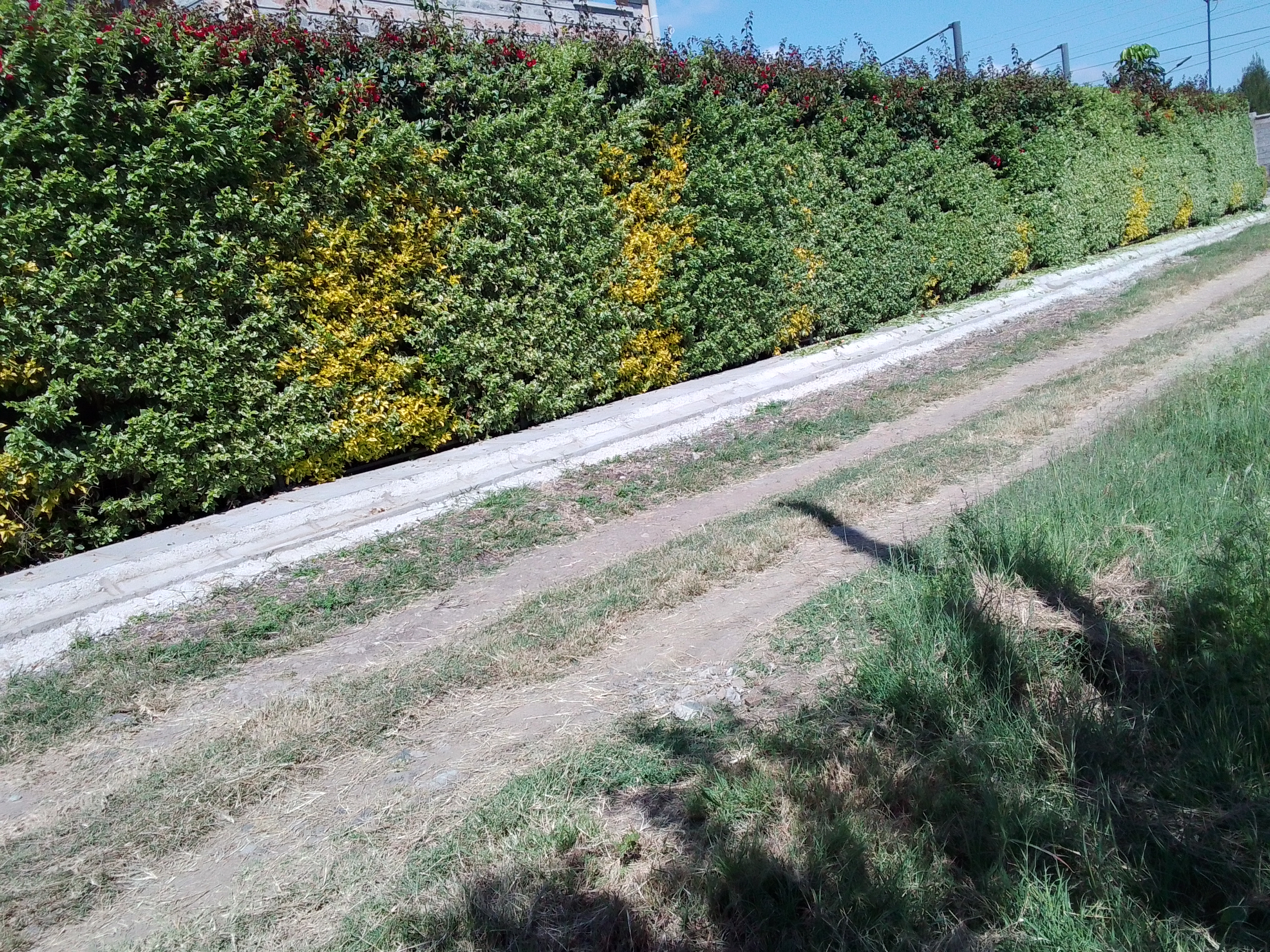 Kamaa Hedge Master gallery 3